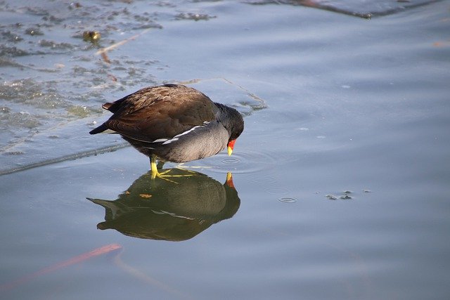 Free download water cock moorhen bird perching free picture to be edited with GIMP free online image editor