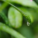 Water drops on leaves  screen for extension Chrome web store in OffiDocs Chromium