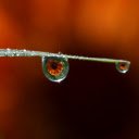 Water drops on leaves  screen for extension Chrome web store in OffiDocs Chromium