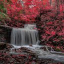 Waterfall and red tree forest  screen for extension Chrome web store in OffiDocs Chromium
