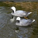 Water geese  screen for extension Chrome web store in OffiDocs Chromium