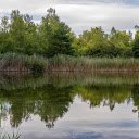 water grass forest  screen for extension Chrome web store in OffiDocs Chromium