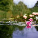 Water in beautiful flowers  screen for extension Chrome web store in OffiDocs Chromium