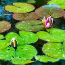 Water lilies blooming  screen for extension Chrome web store in OffiDocs Chromium