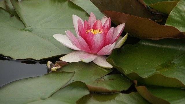 ดาวน์โหลดฟรี Water Lilies Pond Nuphar Aquatic - ภาพถ่ายหรือรูปภาพที่จะแก้ไขด้วยโปรแกรมแก้ไขรูปภาพออนไลน์ GIMP ได้ฟรี