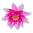 water lily  screen for extension Chrome web store in OffiDocs Chromium