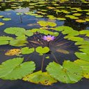 Water lily in lotus pond wallpaper  screen for extension Chrome web store in OffiDocs Chromium