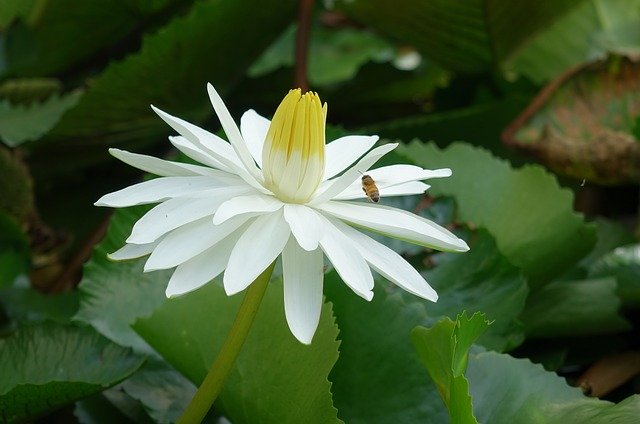 免费下载睡莲莲花水芙蓉免费图片可使用 GIMP 免费在线图像编辑器进行编辑