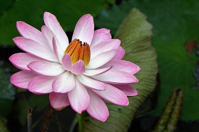 Bezpłatne pobieranie lilii wodnej lotos woda fu yung różowy bezpłatne zdjęcie do edycji za pomocą bezpłatnego edytora obrazów online GIMP