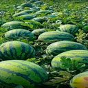 Watermelon garden wallpaper  screen for extension Chrome web store in OffiDocs Chromium