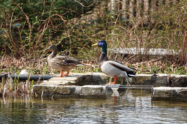 Kostenloser Download Wasser Natur Ente paar er sie kostenloses Bild, das mit dem kostenlosen Online-Bildeditor GIMP bearbeitet werden kann