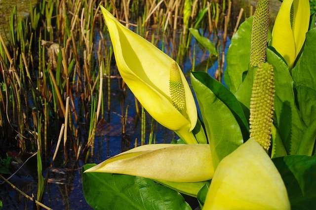 Free download water plant reed blossoms yellow free picture to be edited with GIMP free online image editor