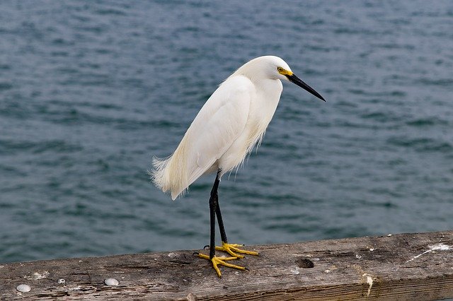 Free download waters bird nature wildlife animal free picture to be edited with GIMP free online image editor