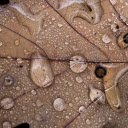 Water stagnates on dry leaves  screen for extension Chrome web store in OffiDocs Chromium