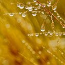 Water stagnates on the grass  screen for extension Chrome web store in OffiDocs Chromium