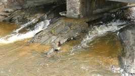 Muat turun percuma Water Stream Nature - foto atau gambar percuma untuk diedit dengan editor imej dalam talian GIMP