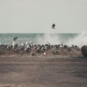 Wave Crushing near Seagulls on Shore  screen for extension Chrome web store in OffiDocs Chromium