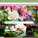 Wax Begonia  screen for extension Chrome web store in OffiDocs Chromium