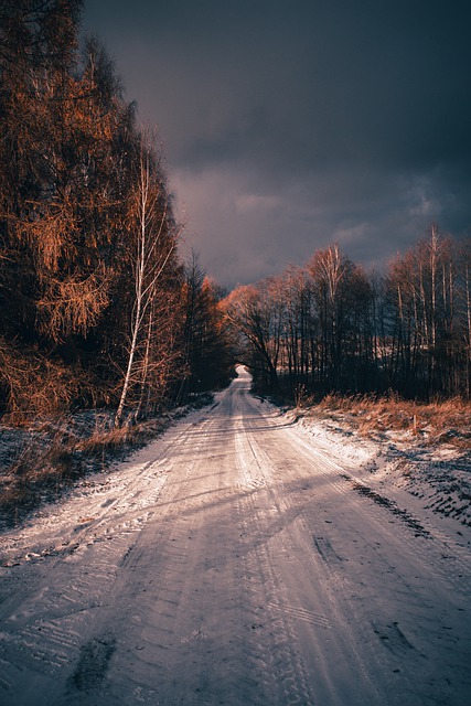 Free download way forest landscape nature trees free picture to be edited with GIMP free online image editor