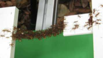 Free download Weaver Ants Build A Horisontal Bridge free photo or picture to be edited with GIMP online image editor