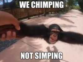 Free download We Chimping [ Meme ] free photo or picture to be edited with GIMP online image editor