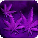 Weed PurpleHaze  screen for extension Chrome web store in OffiDocs Chromium