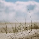 Weeds on sand dunes  screen for extension Chrome web store in OffiDocs Chromium