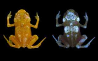 Unduh gratis wee-orange-labu-katak-memiliki-tulang-yang-bercahaya-melalui-kulit mereka foto atau gambar gratis untuk diedit dengan editor gambar online GIMP