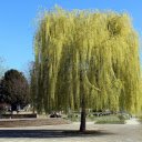 Weeping willow tree in the park  screen for extension Chrome web store in OffiDocs Chromium