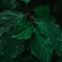 Wet green branches  screen for extension Chrome web store in OffiDocs Chromium