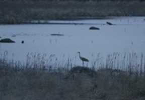 הורדה בחינם של Wetland Preserve תמונה או תמונה בחינם לעריכה עם עורך התמונות המקוון של GIMP