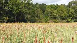 Muat turun percuma Wetland Swamp Cattails - video percuma untuk diedit dengan editor video dalam talian OpenShot