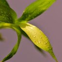 Wet leaves  screen for extension Chrome web store in OffiDocs Chromium