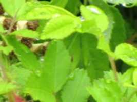 Free download Wet Leaves from the Norman Bird Sanctuary free photo or picture to be edited with GIMP online image editor