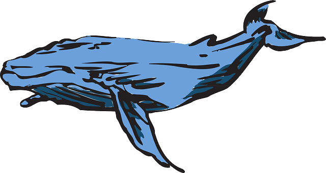 免费下载 鲸鱼 蓝色座头鲸 - 免费矢量图形Pixabay 使用GIMP 进行编辑的免费插图 免费在线图像编辑器