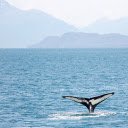 Whale tail  screen for extension Chrome web store in OffiDocs Chromium