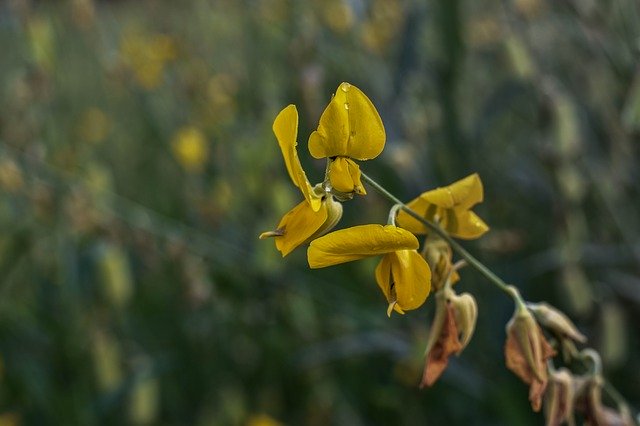 जीआईएमपी मुफ्त ऑनलाइन छवि संपादक के साथ संपादित किए जाने वाले फूलों के पीले धब्बे के लिए मुफ्त डाउनलोड करें