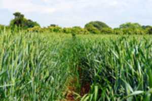 Free download Wheat Agriculture free photo or picture to be edited with GIMP online image editor