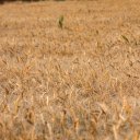 Wheat and Beard  screen for extension Chrome web store in OffiDocs Chromium