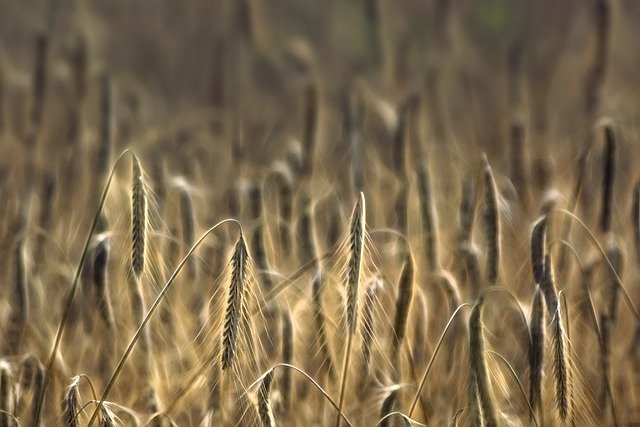 Free download wheat cereals cultivation free picture to be edited with GIMP free online image editor