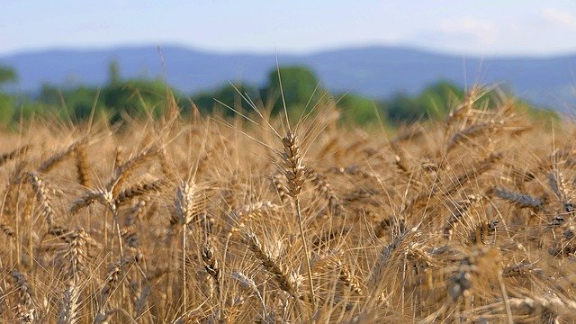 Free download wheat cereals on the ground free picture to be edited with GIMP free online image editor