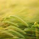 Wheat ears  screen for extension Chrome web store in OffiDocs Chromium