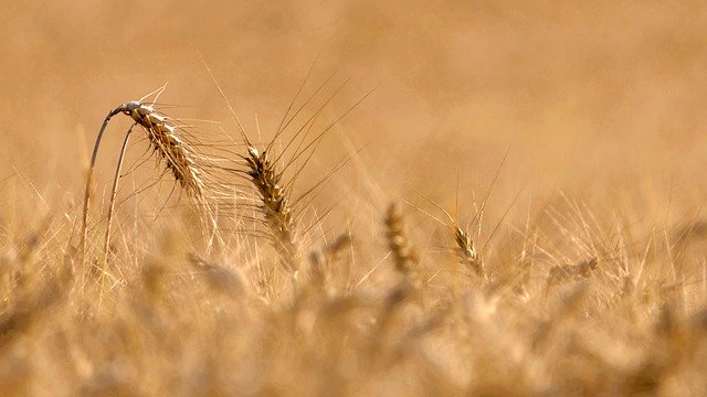 Free download wheat grass barley cultures free picture to be edited with GIMP free online image editor