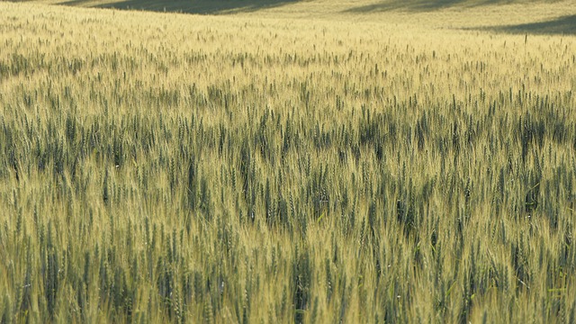 Téléchargement gratuit de blé sur le champ de maïs au sol image gratuite à éditer avec l'éditeur d'images en ligne gratuit GIMP