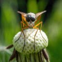 When bees wear glasses  screen for extension Chrome web store in OffiDocs Chromium