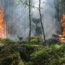 When the green forest burns big  screen for extension Chrome web store in OffiDocs Chromium