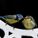 When the mother bird fertilizes her  screen for extension Chrome web store in OffiDocs Chromium