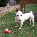 White amputee dog  screen for extension Chrome web store in OffiDocs Chromium