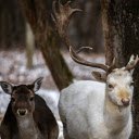 White and Brown Deer  screen for extension Chrome web store in OffiDocs Chromium