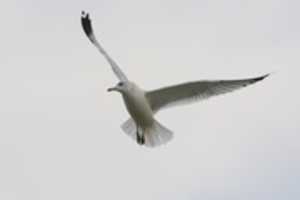 Free download White and Flat free photo or picture to be edited with GIMP online image editor
